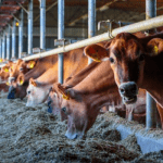 Nigeria’s livestock production