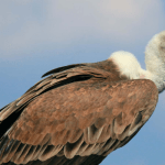 Vulture