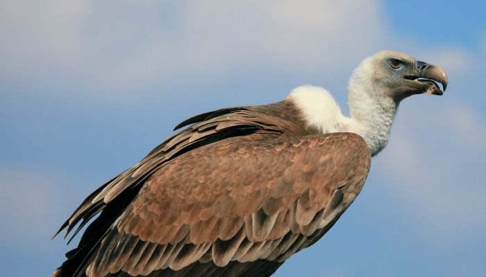 Vulture