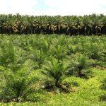 Oil Palm Plantation