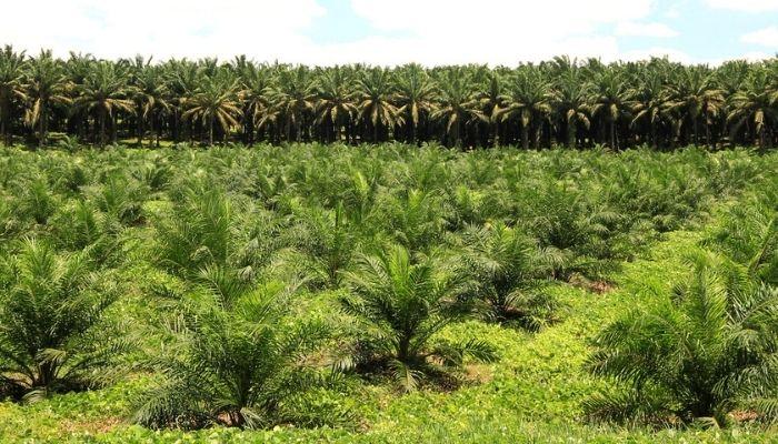 Oil Palm Plantation