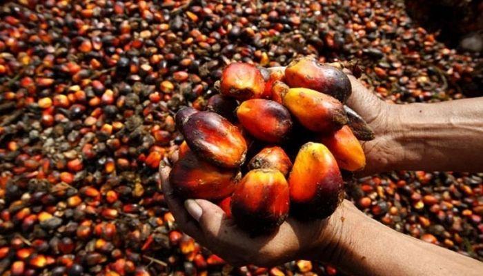 oil palm producers