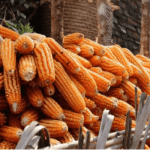Nigeria’s maize supply