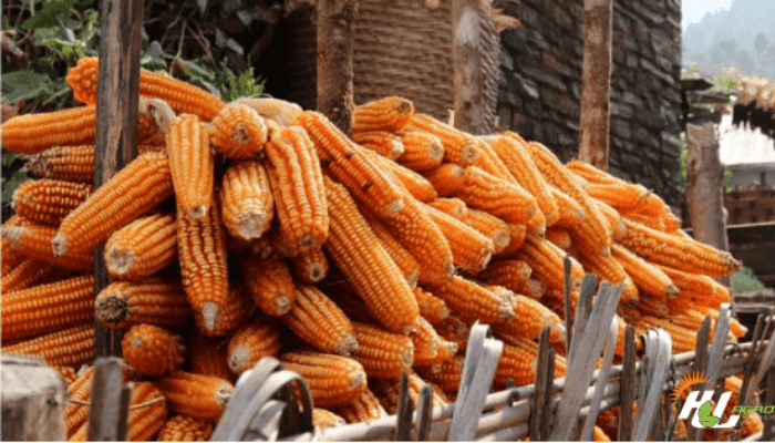 Nigeria’s maize supply