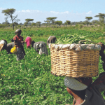 Heifer International backs agri-tech innovation with $40,000 price challenge