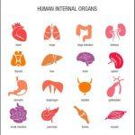 human organs and tissues (1)