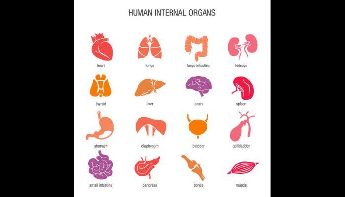 human organs and tissues (1)
