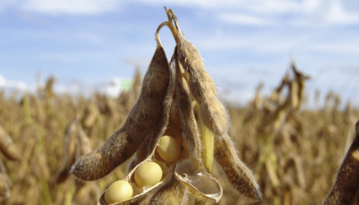 Soybean