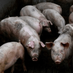 swine fever vaccine