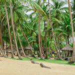 La Campagne tropicana