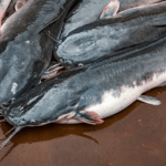 Catfish agropreneur