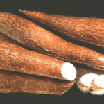 cassava