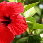 Hibiscus flower