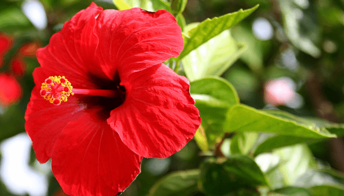 Hibiscus flower