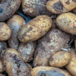 potato blight