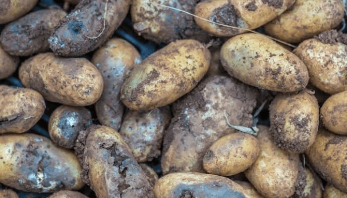 potato blight