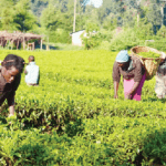 Nigeria's Agric sector