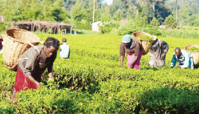 Nigeria's Agric sector