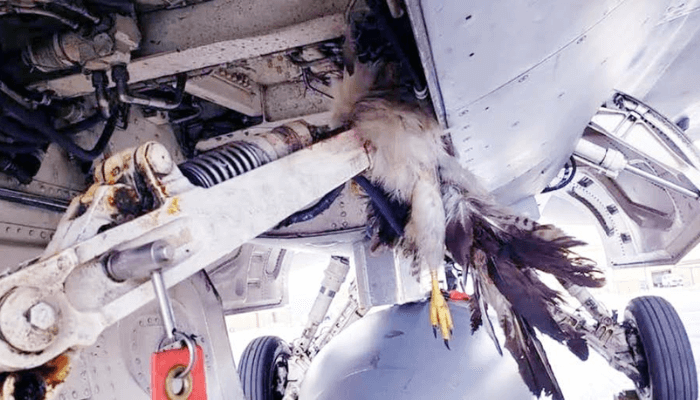bird strike