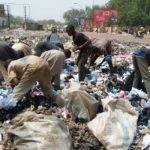 Scavengers looking for food