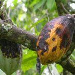 cocoa black pod disease