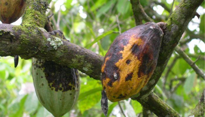 cocoa black pod disease