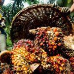 oil palm producers Presco Plc palm oil oil