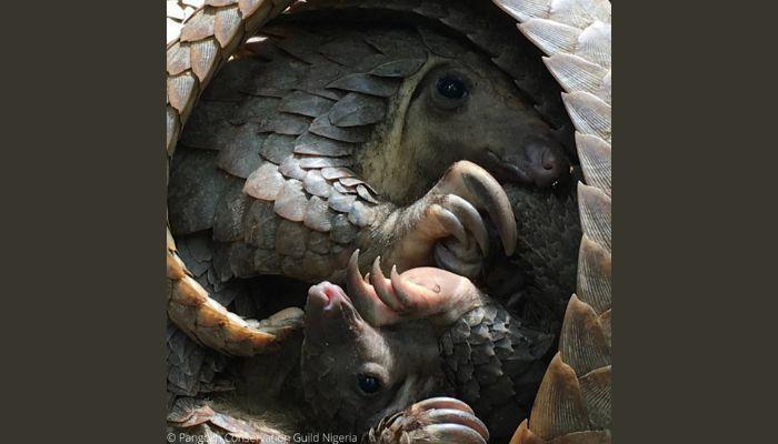 Pangolins