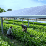 agrivoltaics