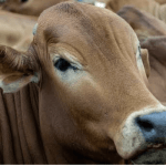 Animal health sector