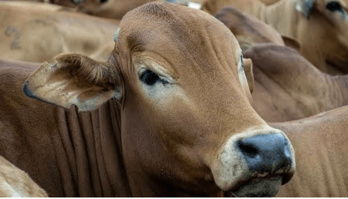 Animal health sector