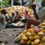 cocoa farmers