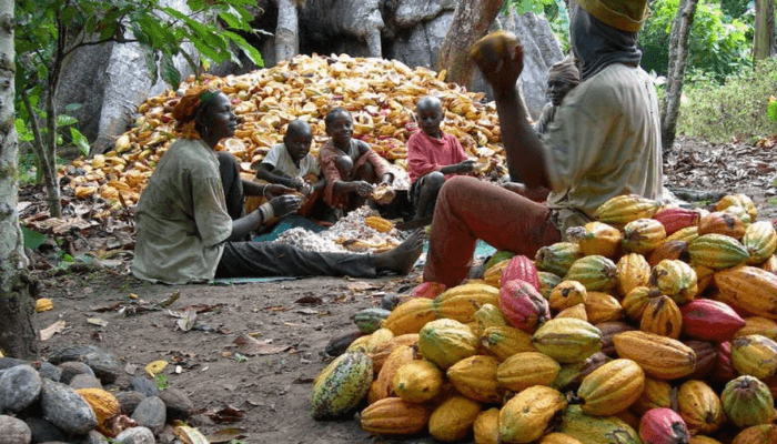 cocoa farmers
