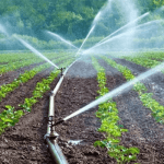 irrigation