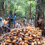 Cocoa farmers