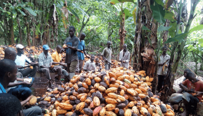 Cocoa farmers