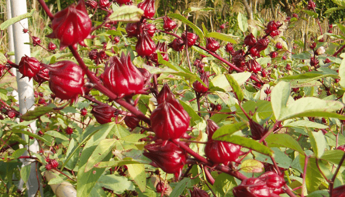 Hibiscus farming