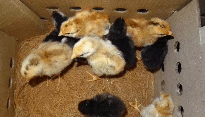 Noiler chicks