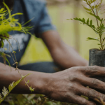 tree planting