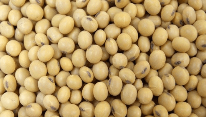 soya beans