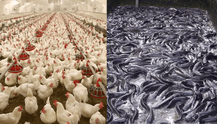 Poultry and Fish farmers