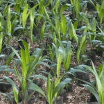 Tenera Palm in Makurdi