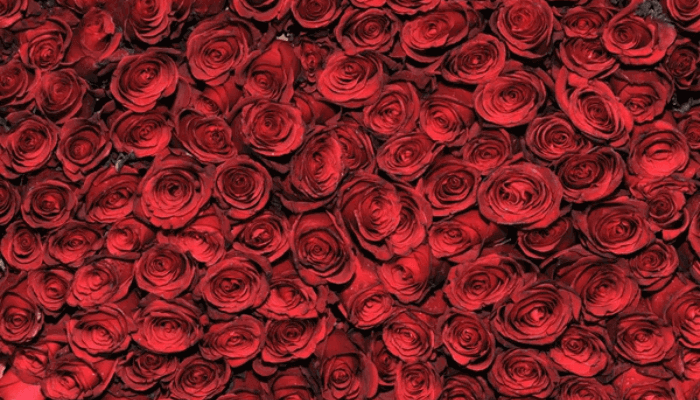 Bed of Rose