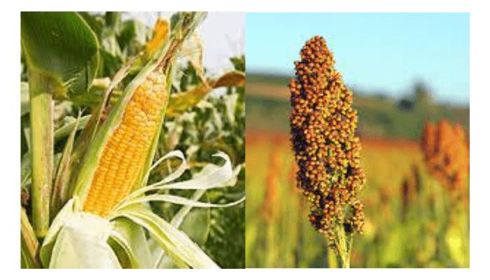 Maize and sorghum