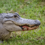 Alligator bite in Florida