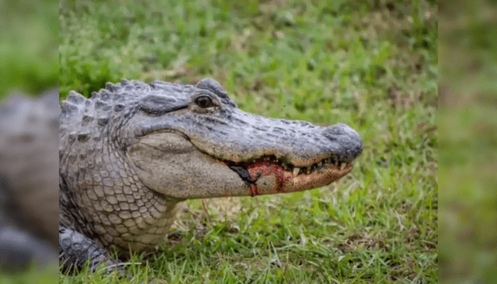 Alligator bite in Florida