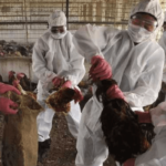 Avian flu in human