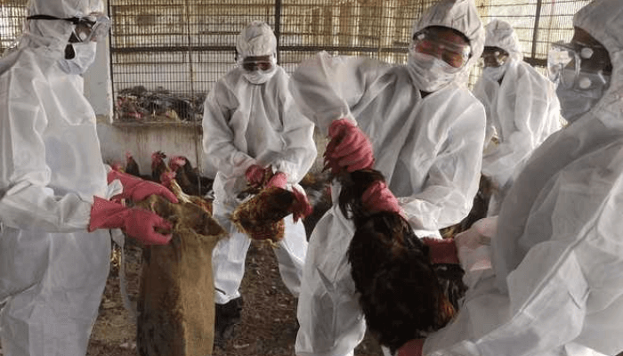 Avian flu in human
