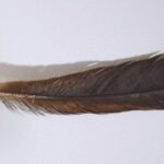 A rare and highly prized feather from the extinct New Zealand huia bird has made history by selling for NZD$46,521 (US$28,365) at auction, marking it as the world’s most expensive feather ever sold.