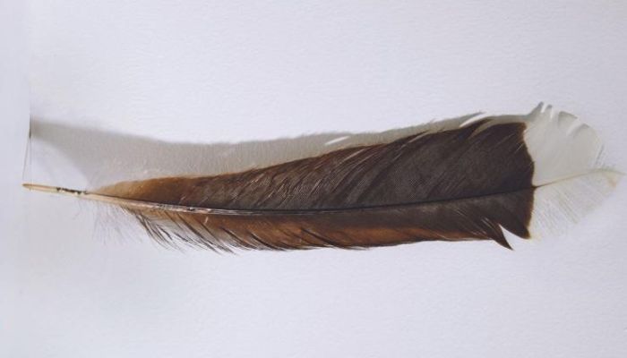 A rare and highly prized feather from the extinct New Zealand huia bird has made history by selling for NZD$46,521 (US$28,365) at auction, marking it as the world’s most expensive feather ever sold.